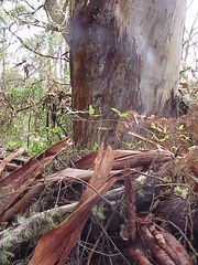 Eucalyptus diversicolor