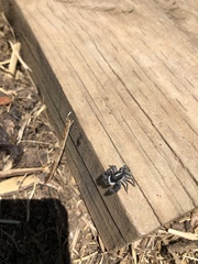 Ocrisiona leucocomis