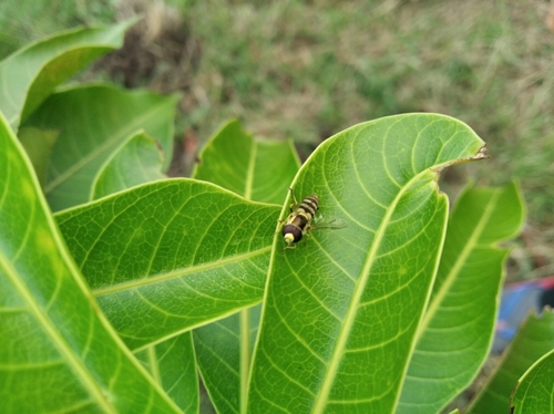 Photo of Yellow-shouldered Hover Fly (Ischiodon scutellaris)