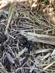 Ocrisiona leucocomis