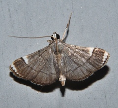 Cangetta hartoghialis