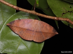 Hypopyra pudens