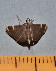 Cangetta hartoghialis
