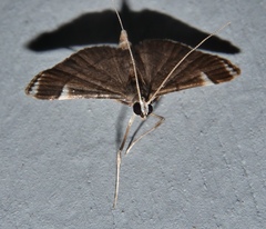 Cangetta hartoghialis