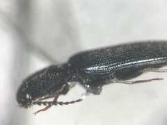Ampedus laurentinus