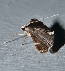 Cangetta hartoghialis