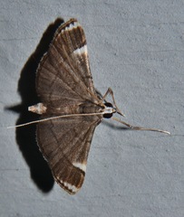 Cangetta hartoghialis