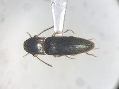 Dalopius vagus