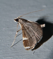 Cangetta hartoghialis