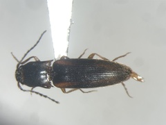 Dalopius cognatus