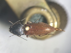 Acteniceromorphus spinosus