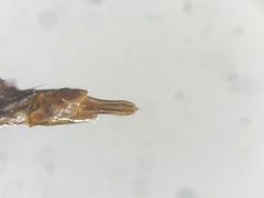 Acteniceromorphus spinosus