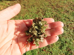 Platismatia norvegica