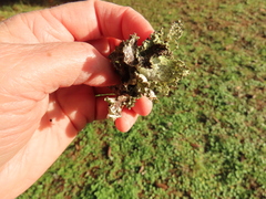 Platismatia norvegica