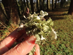 Platismatia norvegica