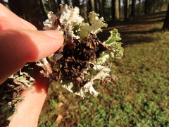 Platismatia norvegica