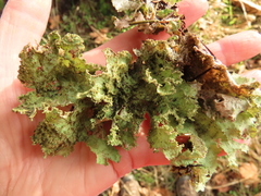 Platismatia norvegica