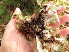 Platismatia norvegica