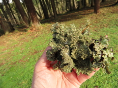 Platismatia norvegica