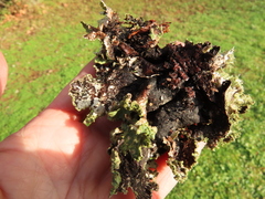 Platismatia norvegica