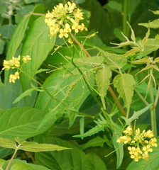 Sisymbrium loeselii