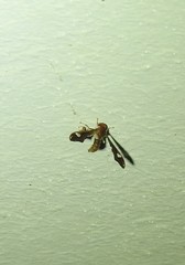 Nycterimorpha speiseri