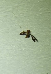 Nycterimorpha speiseri