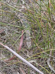 Tiliqua