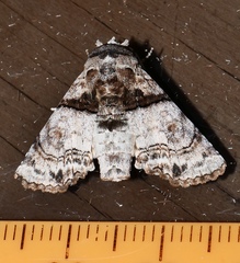 Aplotelia tripartita