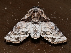 Aplotelia tripartita