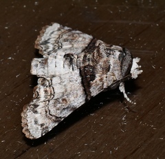 Aplotelia tripartita