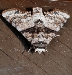 Aplotelia tripartita