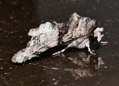 Aplotelia tripartita