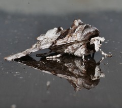 Aplotelia tripartita