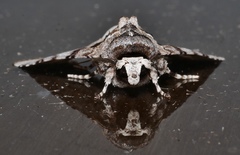 Aplotelia tripartita