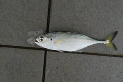 Megalaspis cordyla