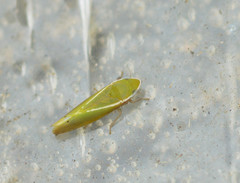 Alconeura fulminea