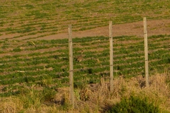 Nothoprocta cinerascens