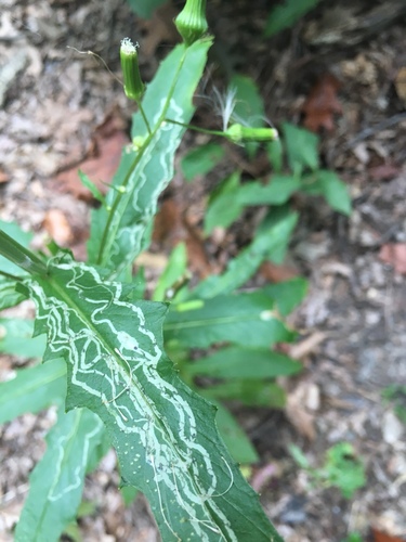 Phyllocnistis insignis