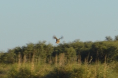 Nothoprocta cinerascens