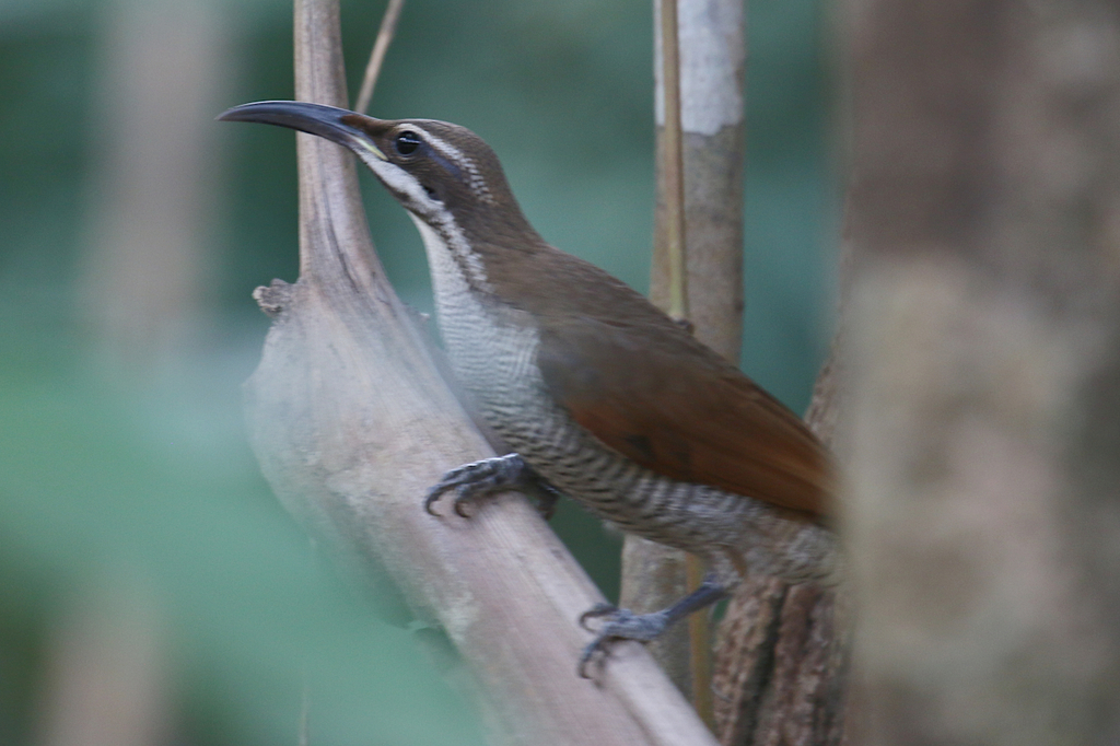 Ptiloris magnificus alberti from Gordon Creek, Lockhart QLD 4892 ...