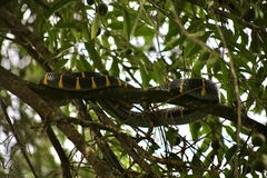 Boiga melanota