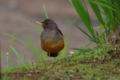 Turdus olivaceus culminans