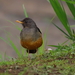 Drakensberg Olive Thrush - Photo (c) John Gale, some rights reserved (CC BY-NC), uploaded by John Gale