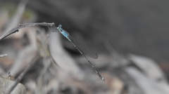 Indolestes tenuissimus