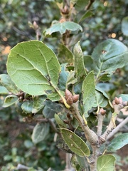 Quercus agrifolia