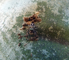 Phidippus bidentatus