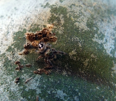 Phidippus bidentatus