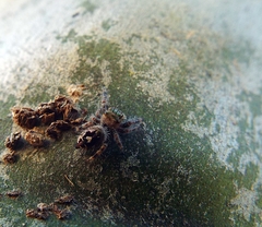 Phidippus bidentatus