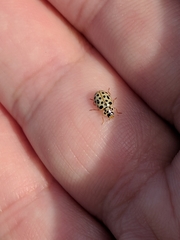 Anisosticta novemdecimpunctata